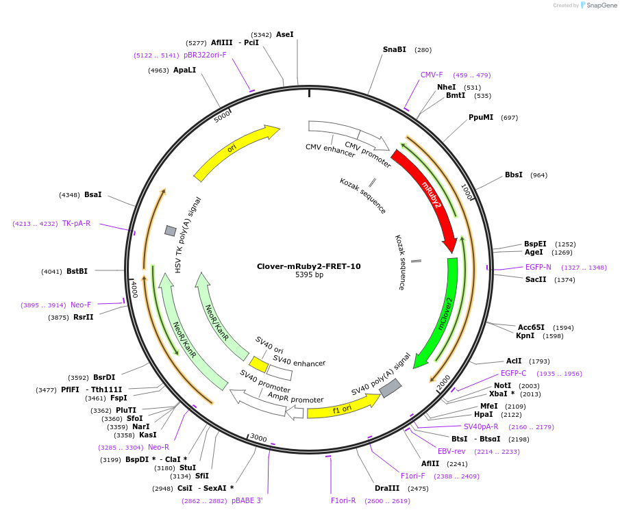 58169-plasmid-map-sequence-id-200604