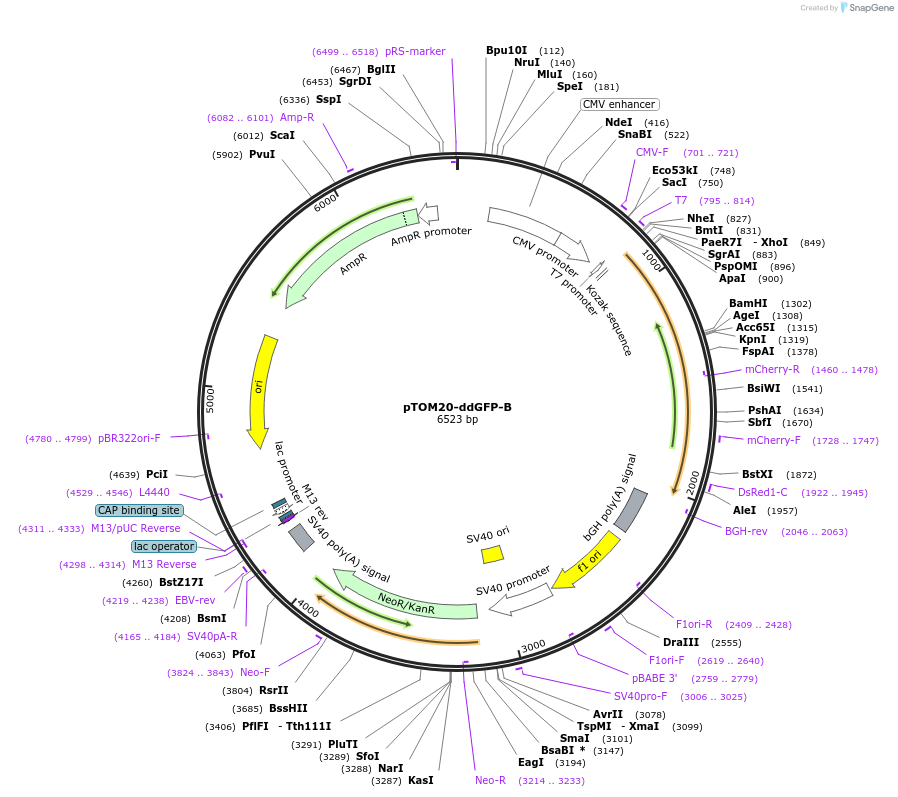 40291-plasmid-map-sequence-id-200607