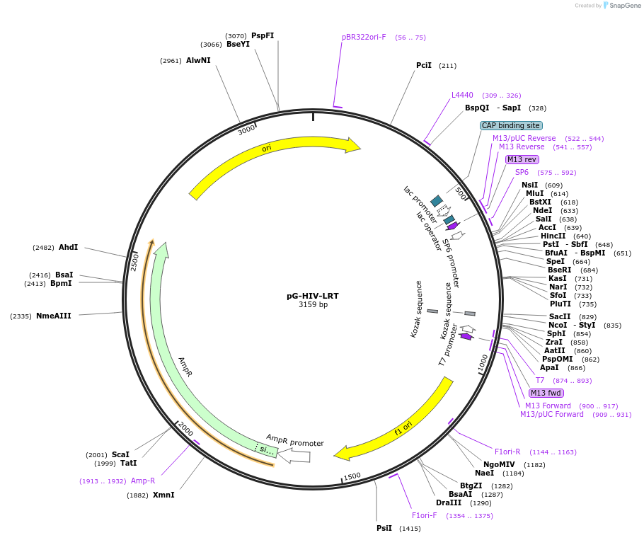 104592-plasmid-map-sequence-id-200631