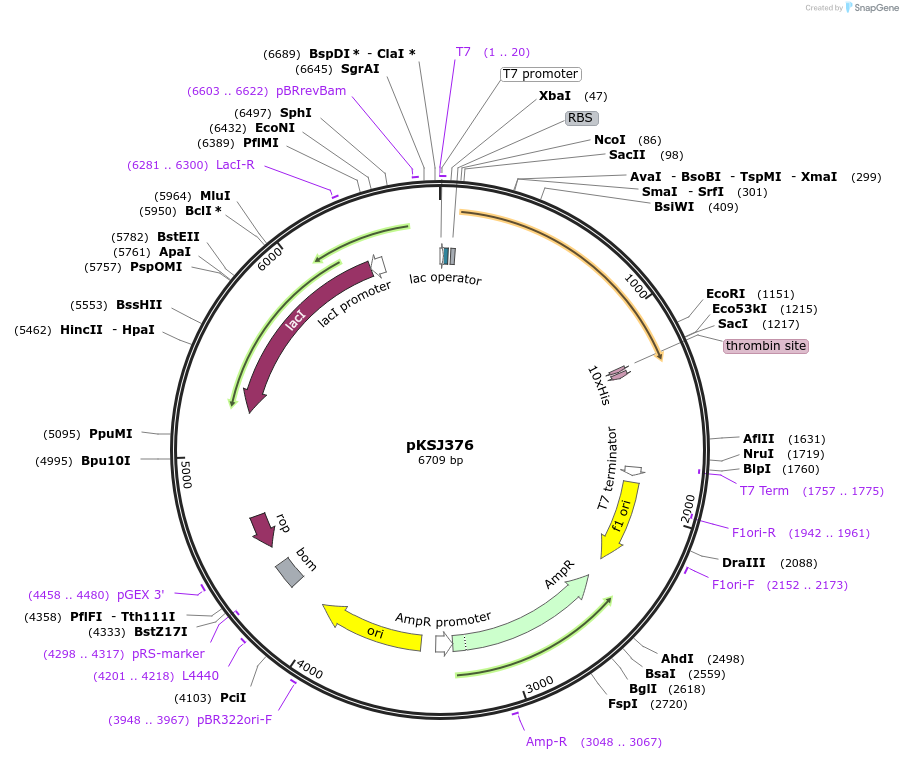 103065-plasmid-map-sequence-id-200637
