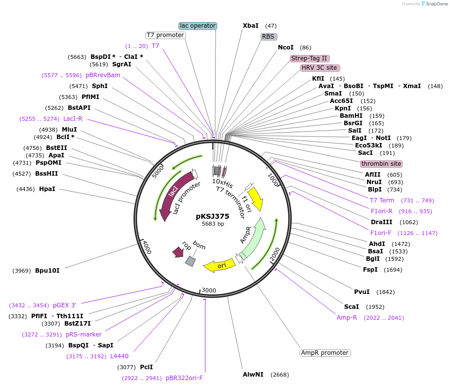 103064-plasmid-map-sequence-id-200639