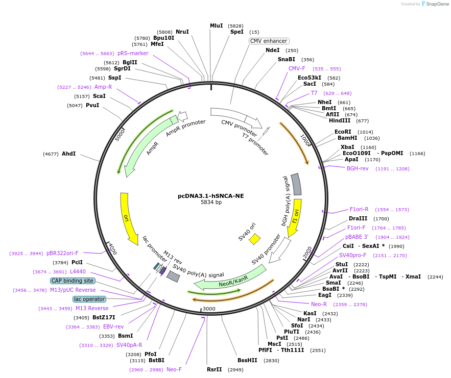 102361-plasmid-map-sequence-id-200643