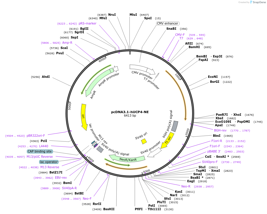 102362-plasmid-map-sequence-id-200644