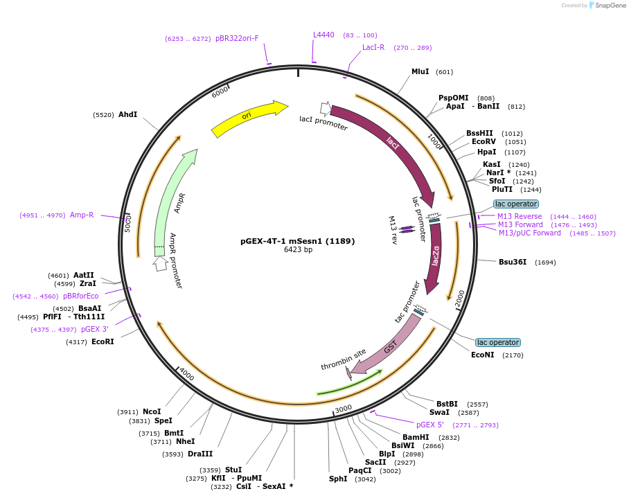 66917-plasmid-map-sequence-id-200646