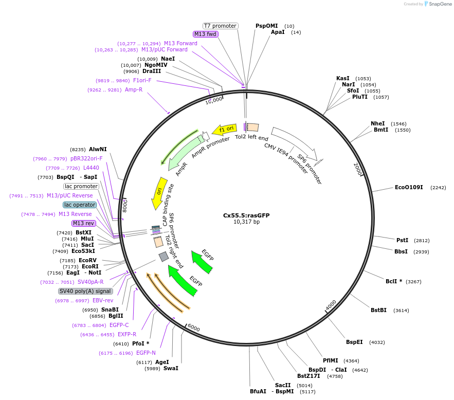 105939-plasmid-map-sequence-id-200655