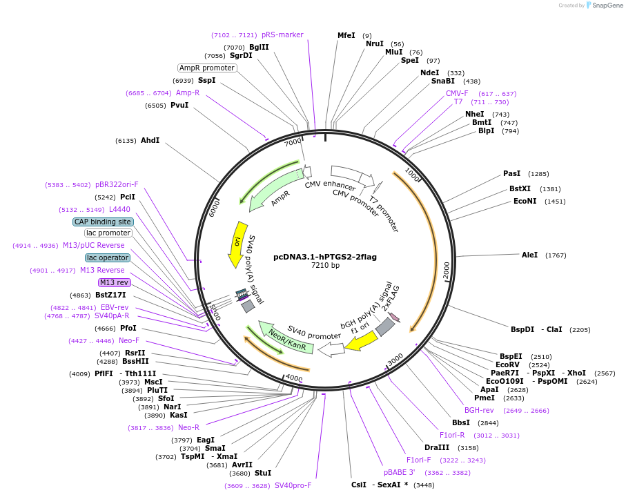 102498-plasmid-map-sequence-id-200673