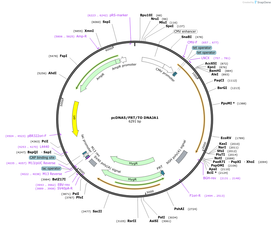 19464-plasmid-map-sequence-id-200836