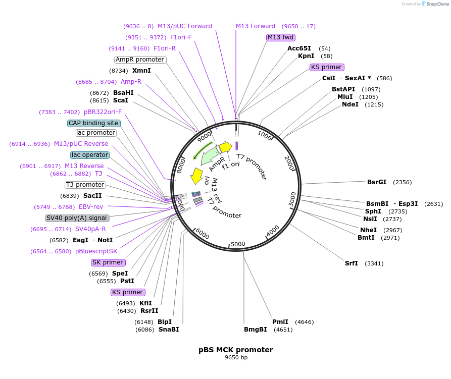 12528-plasmid-map-sequence-id-200837