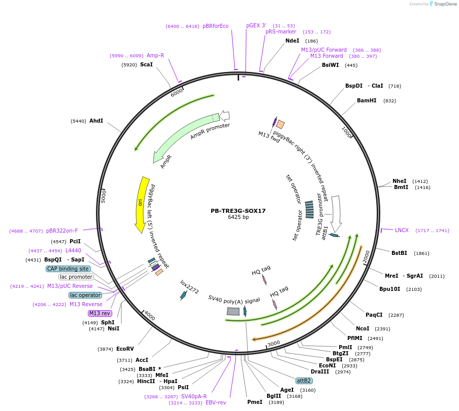 104541-plasmid-map-sequence-id-200843