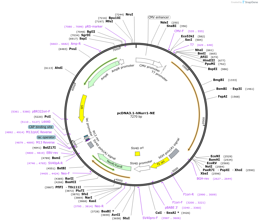 102363-plasmid-map-sequence-id-200857