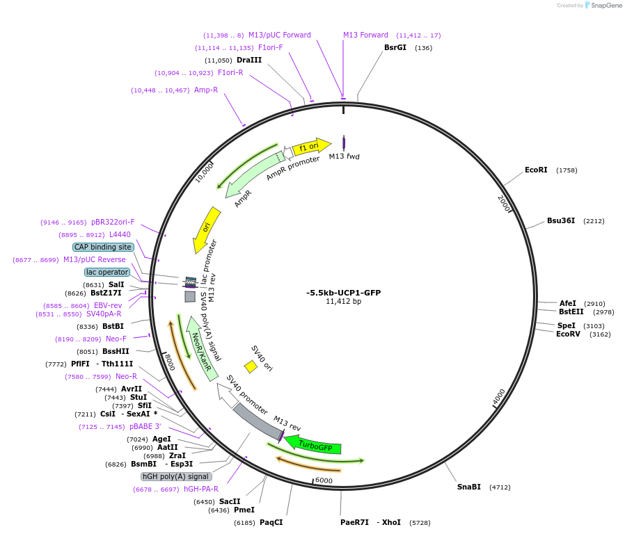 104585-plasmid-map-sequence-id-200860