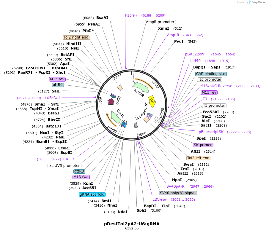 63157-plasmid-map-sequence-id-200862