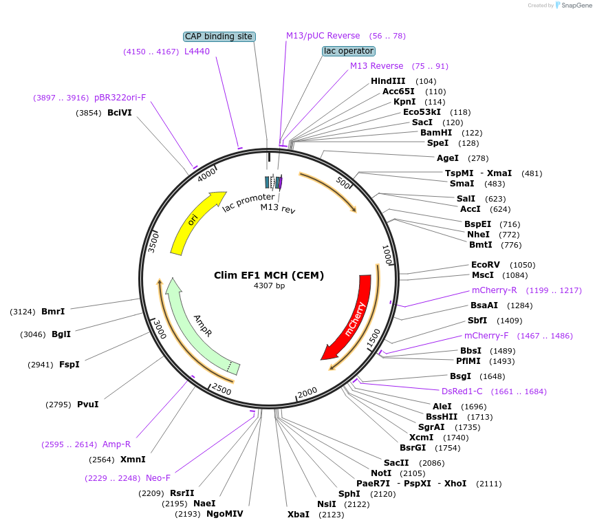 104444-plasmid-map-sequence-id-200864