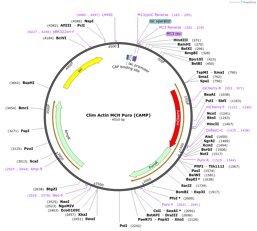 104446-plasmid-map-sequence-id-200867