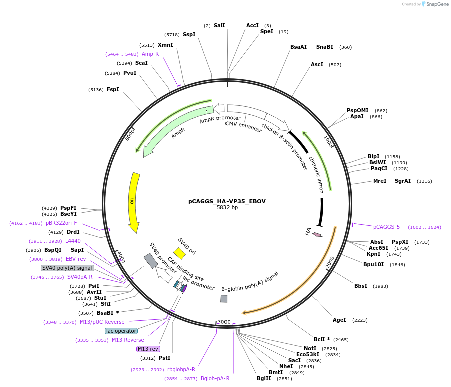 103053-plasmid-map-sequence-id-200886