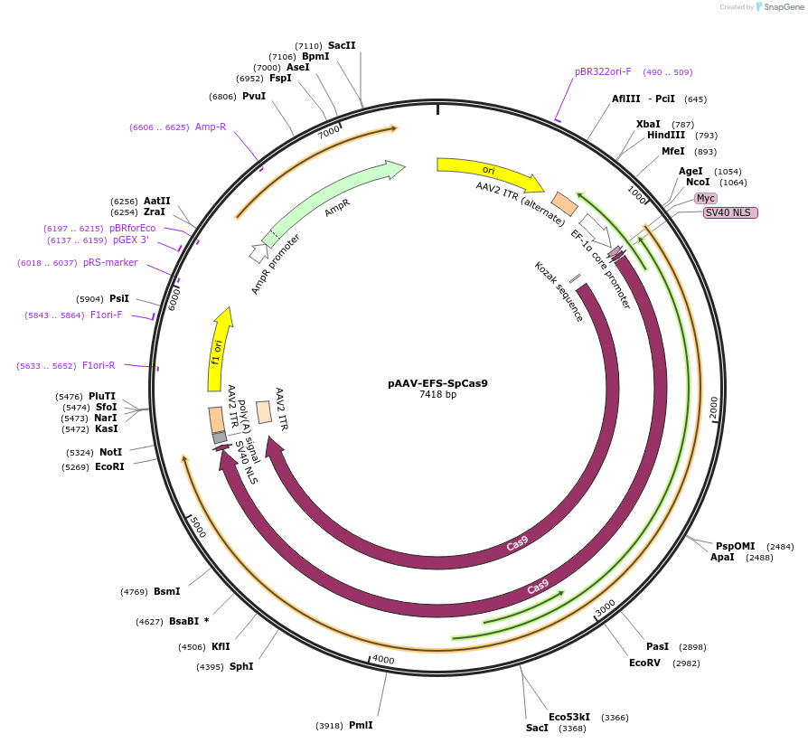 104588-plasmid-map-sequence-id-200932