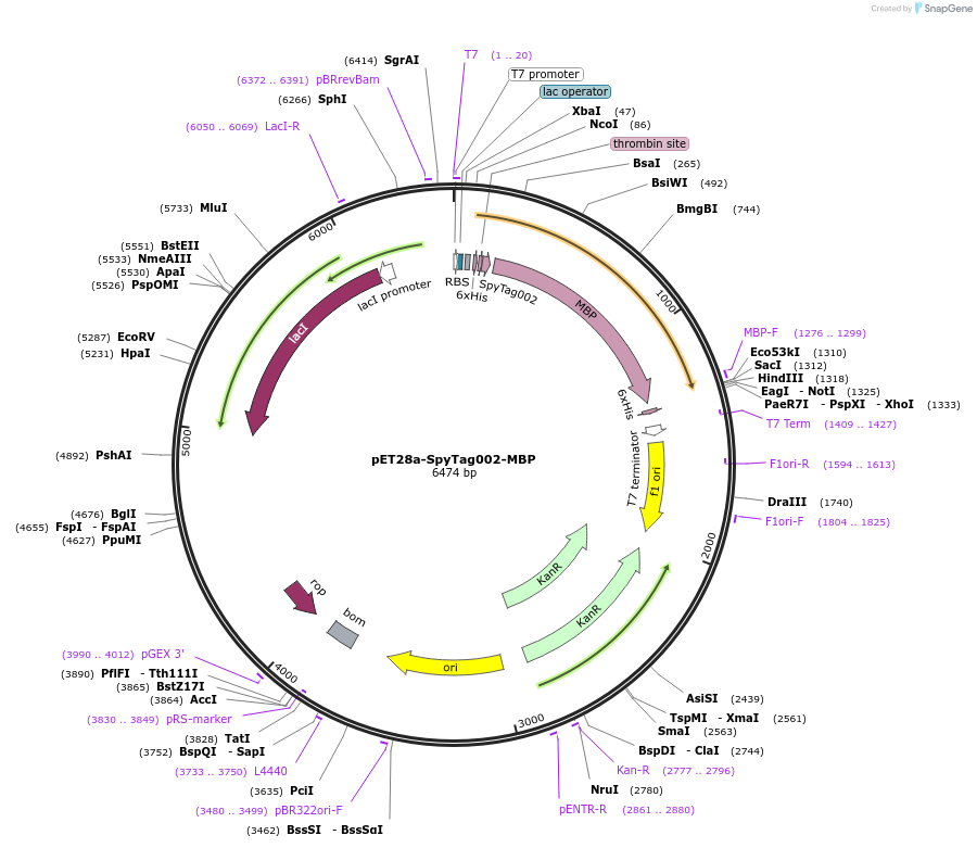 102831-plasmid-map-sequence-id-200983