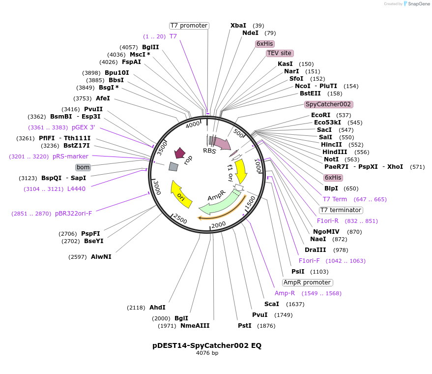 102830-plasmid-map-sequence-id-200987