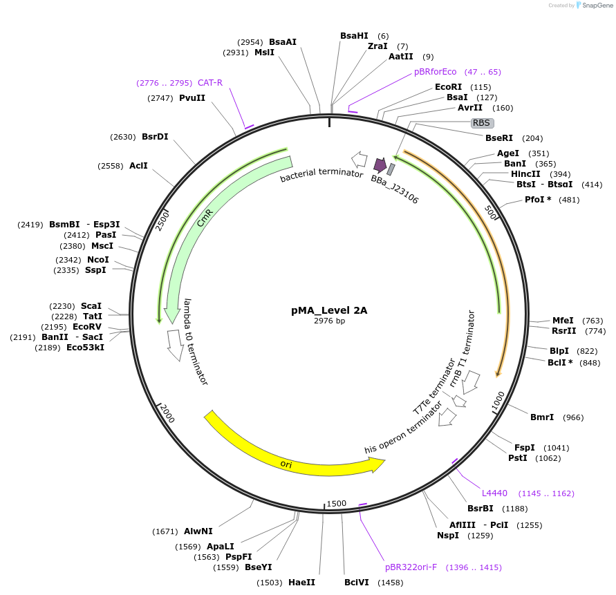 102705-plasmid-map-sequence-id-200990