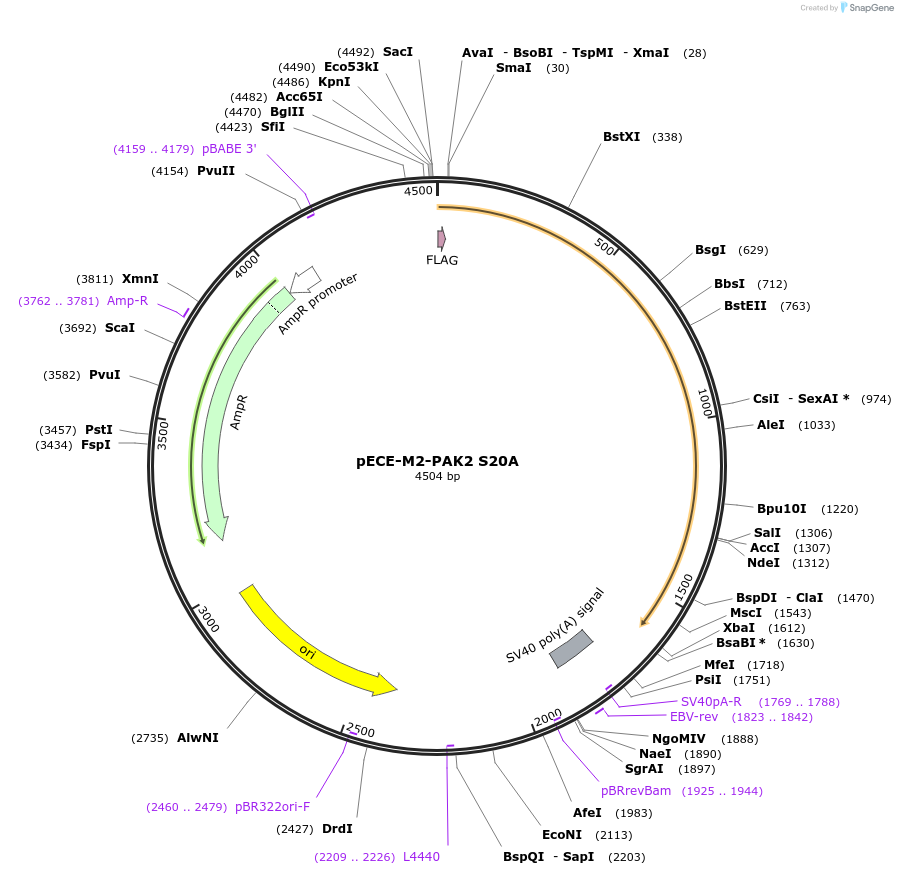 31681-plasmid-map-sequence-id-200998