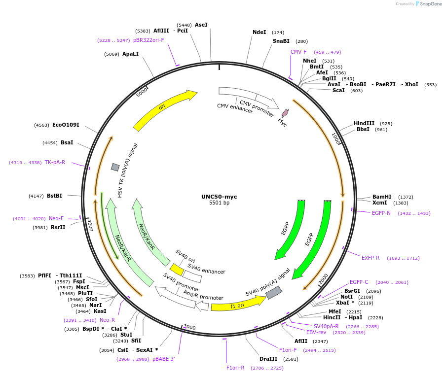 104382-plasmid-map-sequence-id-201001