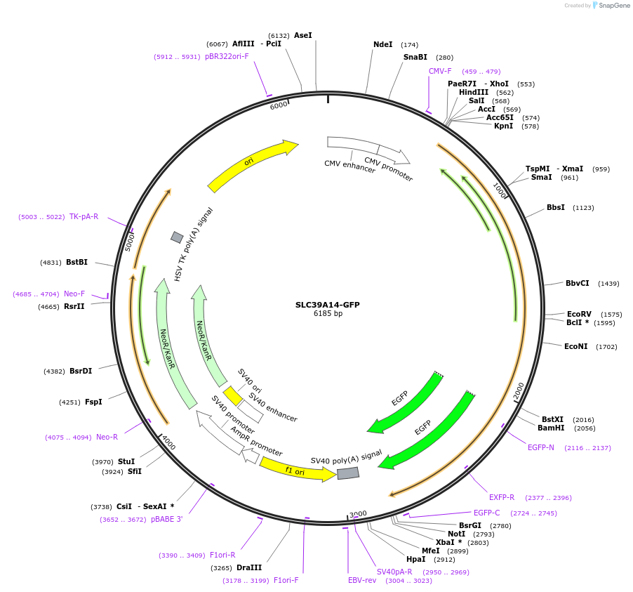 104380-plasmid-map-sequence-id-201002