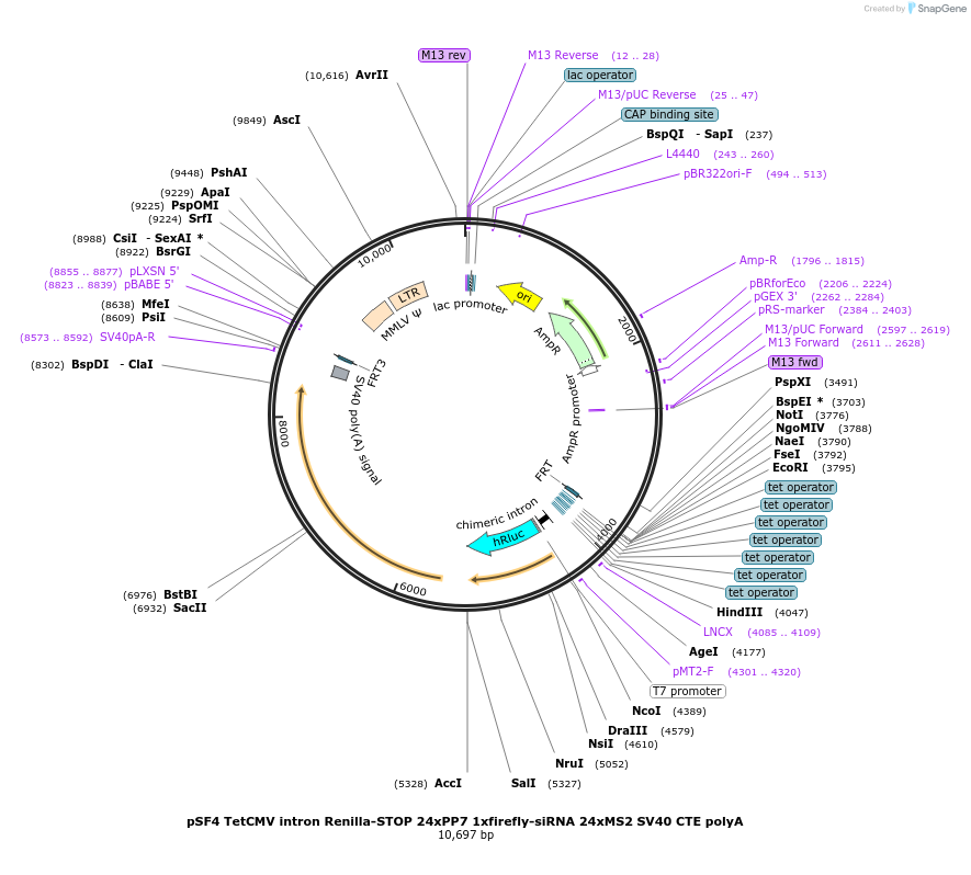 104097-plasmid-map-sequence-id-201003