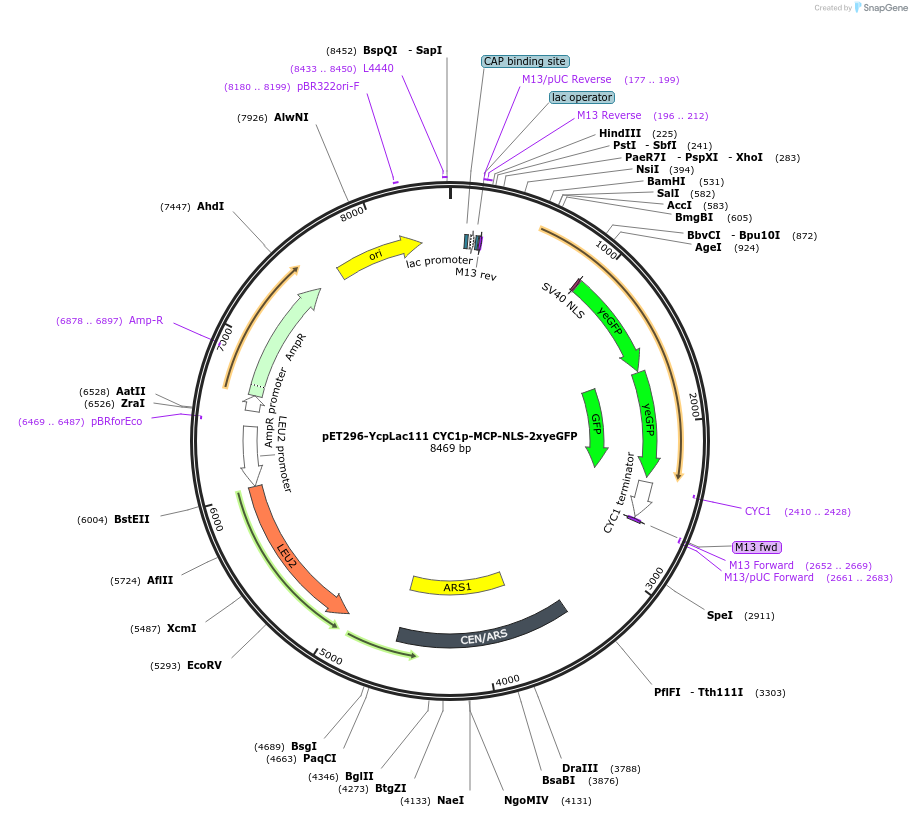104394-plasmid-map-sequence-id-201040