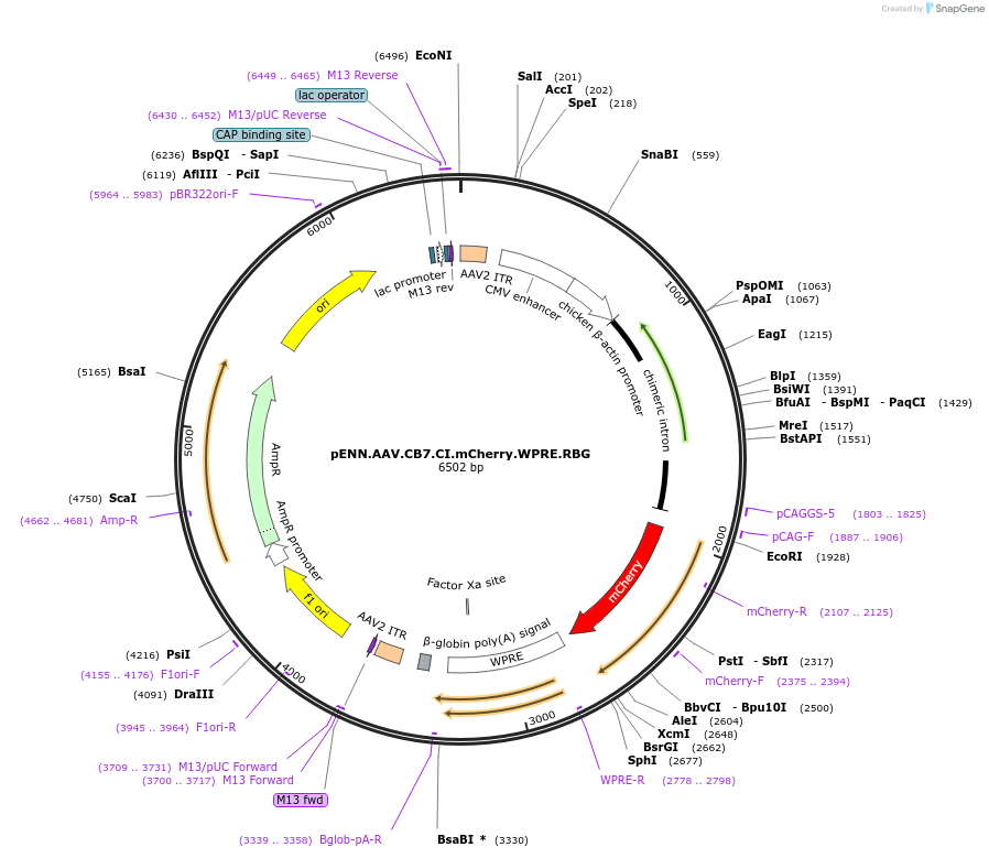 105544-plasmid-map-sequence-id-201066