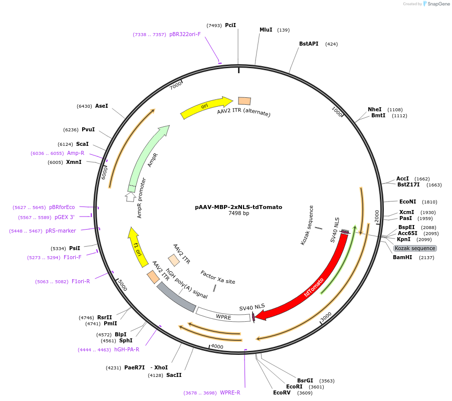 104054-plasmid-map-sequence-id-201082
