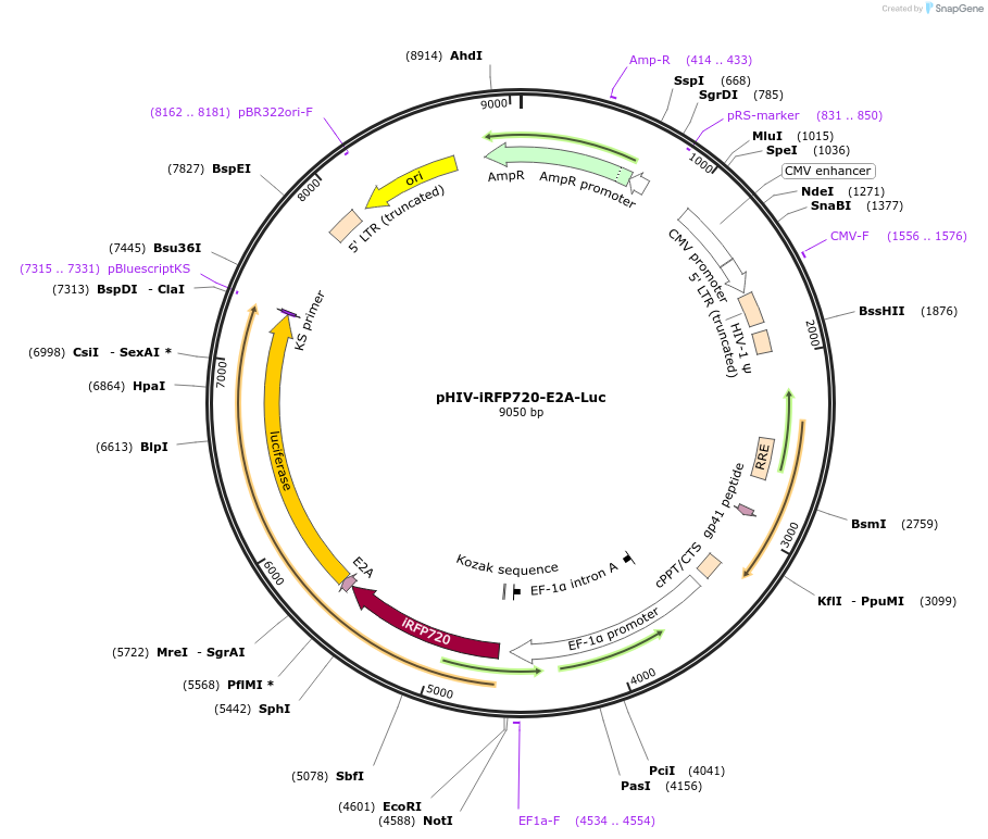 104587-plasmid-map-sequence-id-201102