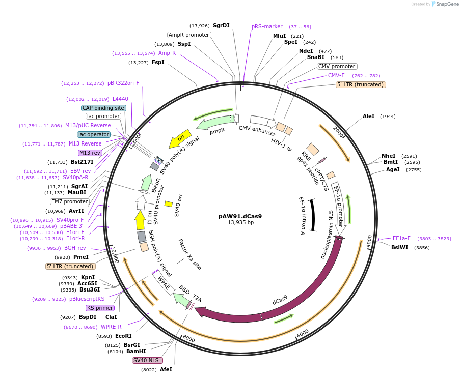 104372-plasmid-map-sequence-id-201103
