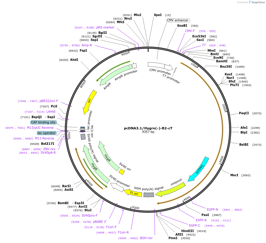 104355-plasmid-map-sequence-id-201135