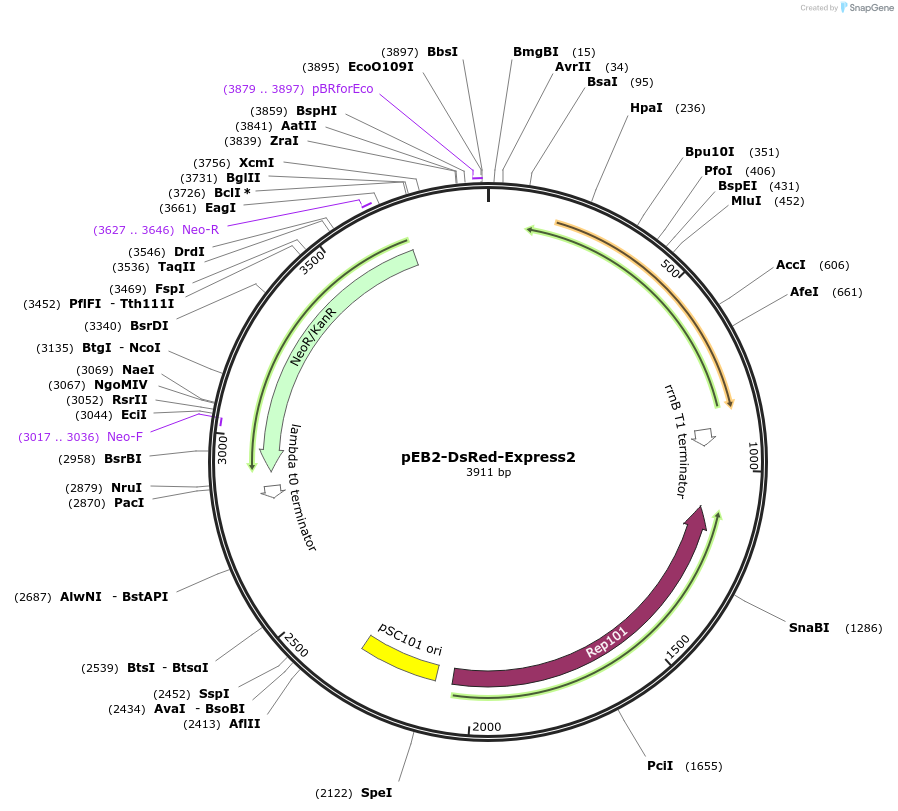103999-plasmid-map-sequence-id-201140