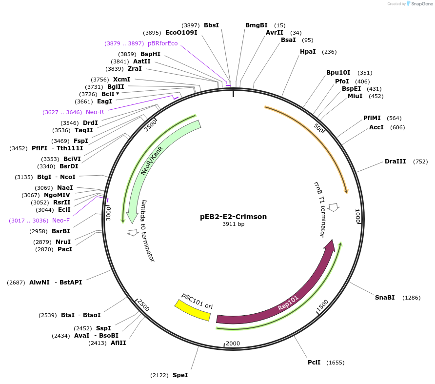 104010-plasmid-map-sequence-id-201141