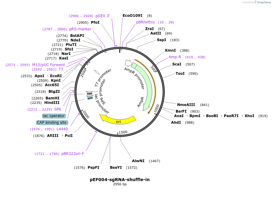 104440-plasmid-map-sequence-id-201143