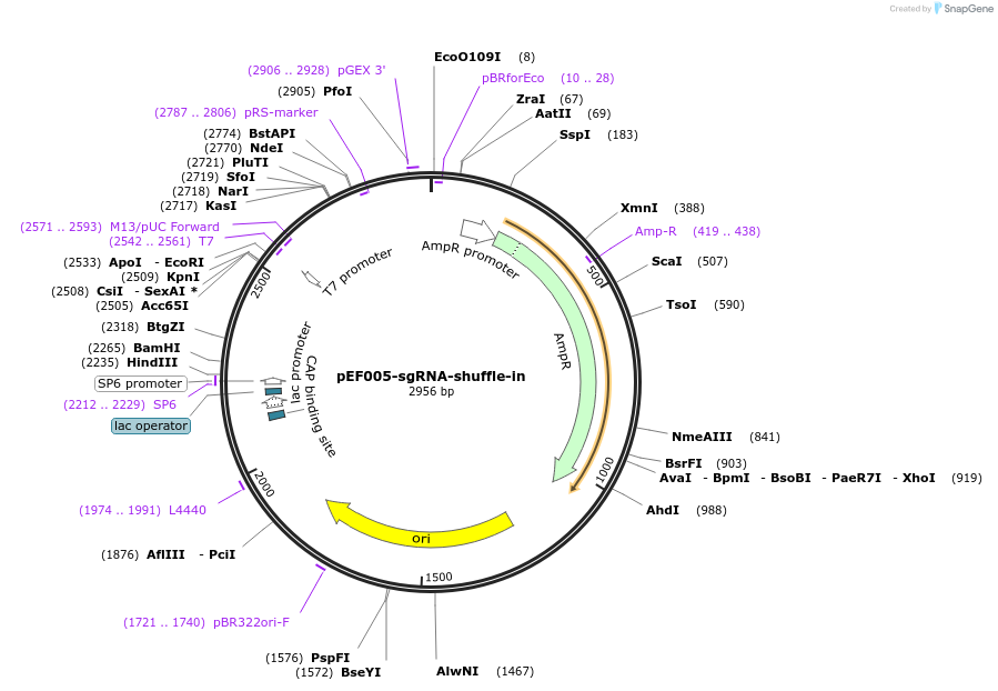 104441-plasmid-map-sequence-id-201145