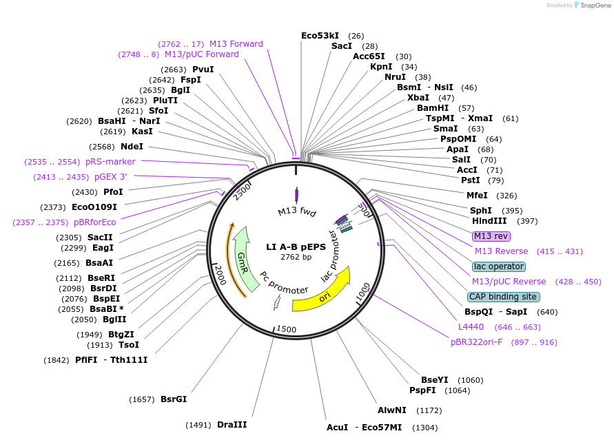 104515-plasmid-map-sequence-id-201154
