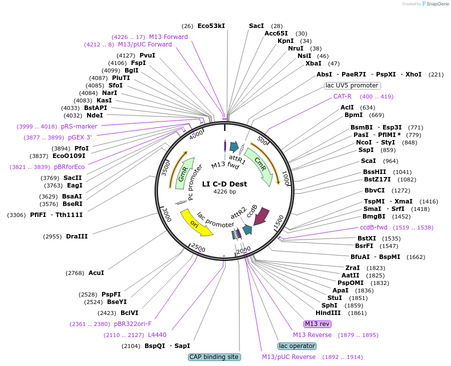104518-plasmid-map-sequence-id-201157