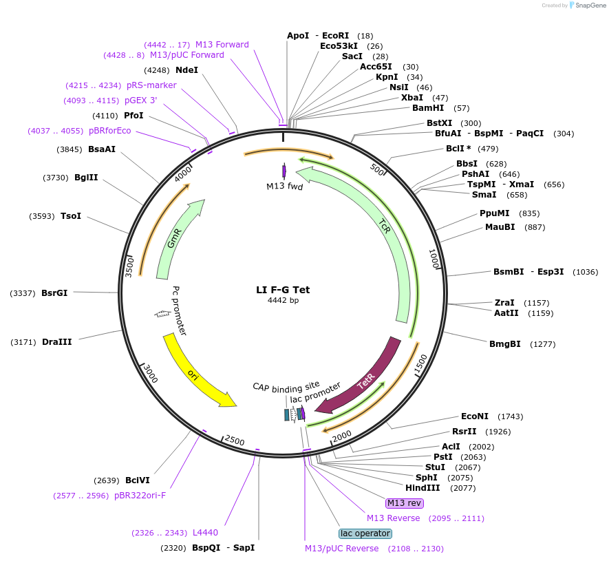 104524-plasmid-map-sequence-id-201162