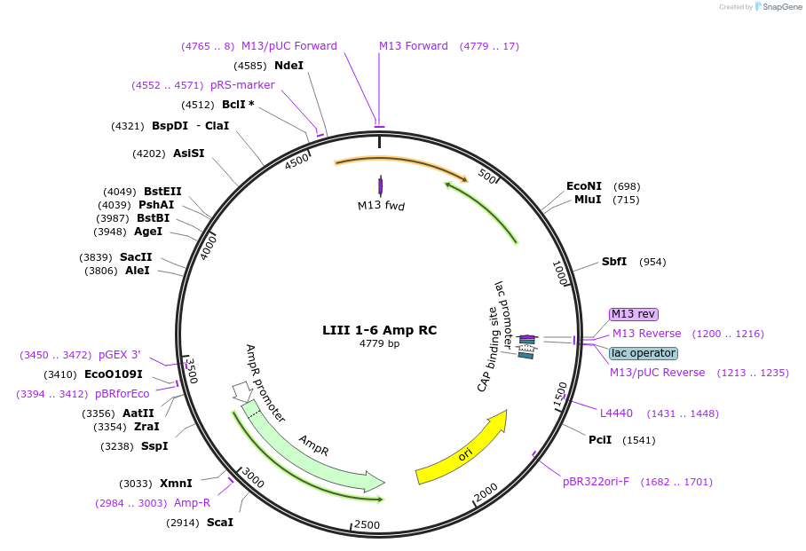 104530-plasmid-map-sequence-id-201167