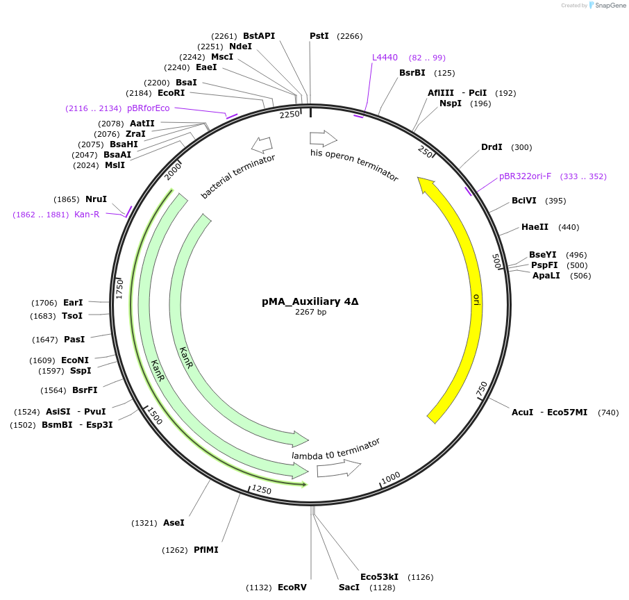 102715-plasmid-map-sequence-id-201186