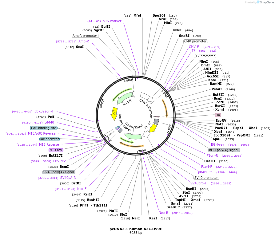 105049-plasmid-map-sequence-id-201194