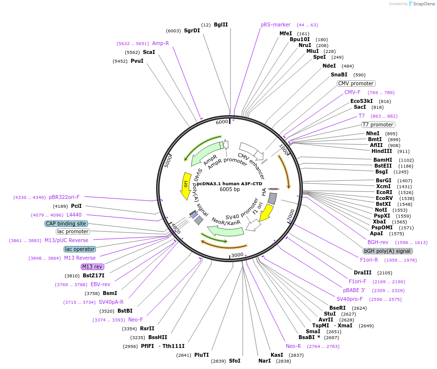 105052-plasmid-map-sequence-id-201197