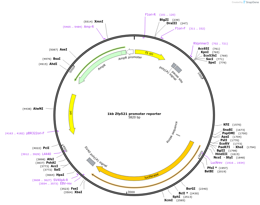 104188-plasmid-map-sequence-id-201215