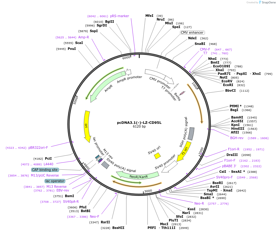 104349-plasmid-map-sequence-id-201218