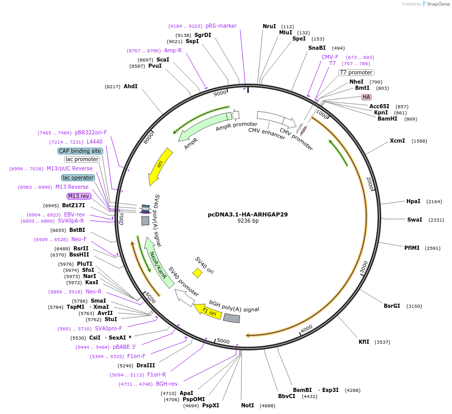 104154-plasmid-map-sequence-id-201222