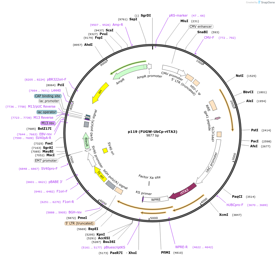 105171-plasmid-map-sequence-id-201223