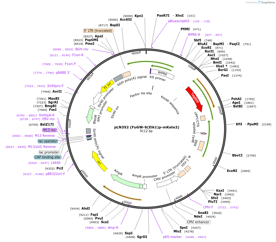 105175-plasmid-map-sequence-id-201228