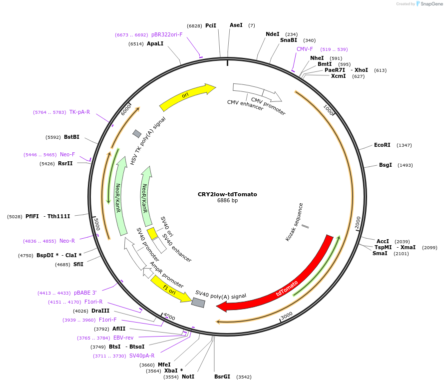 104067-plasmid-map-sequence-id-201229